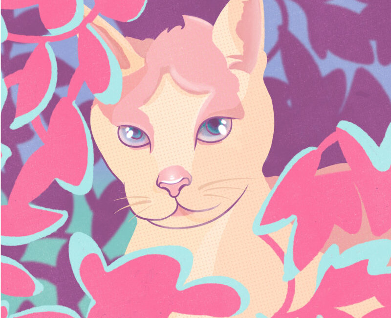 Cat_illustration